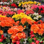 Photo potted garden flowers