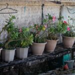 Photo potted garden flowers