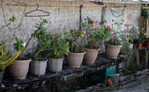 Photo potted garden flowers